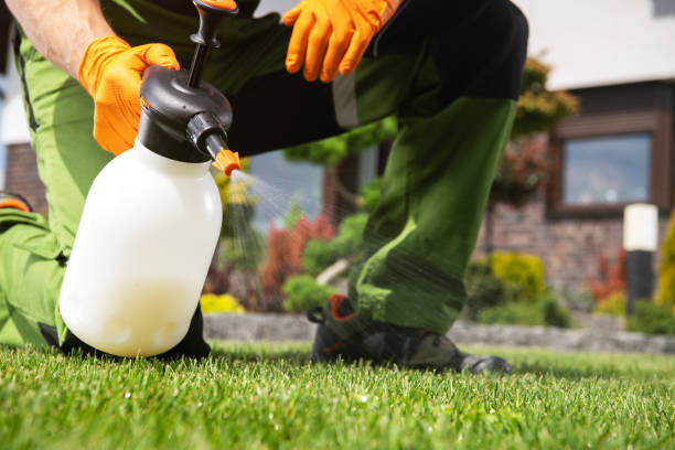 Best Affordable Pest Control Services  in Island Walk, FL