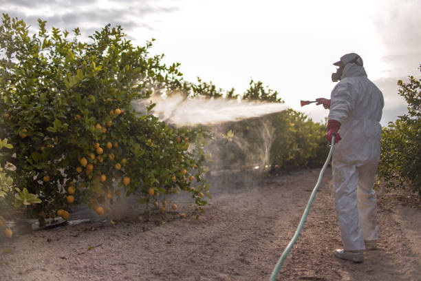  Island Walk, FL Pest Control Pros