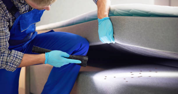 Best Flea Control Services  in Island Walk, FL