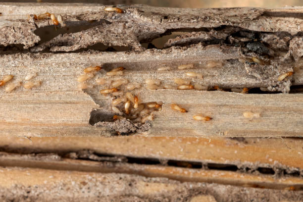 Best Pest Removal Services  in Island Walk, FL